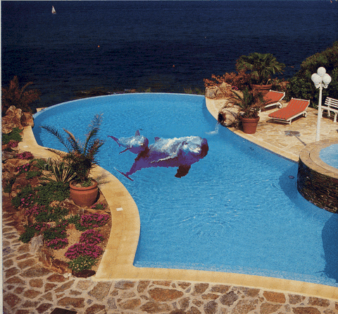decor dauphin dans piscine